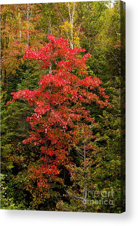 Red Acrylic Print featuring the photograph Red maple tree #1 by Les Palenik