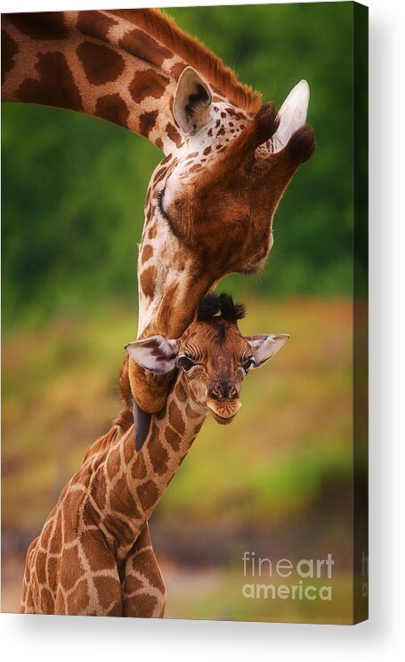 Africa Acrylic Print featuring the photograph Rothschild Giraffe with calf #2 by Nick Biemans