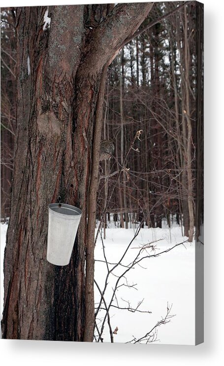 Sugar Maple Tree Acrylic Print featuring the photograph Sap Collection From Maple Tree #1 by Jim West