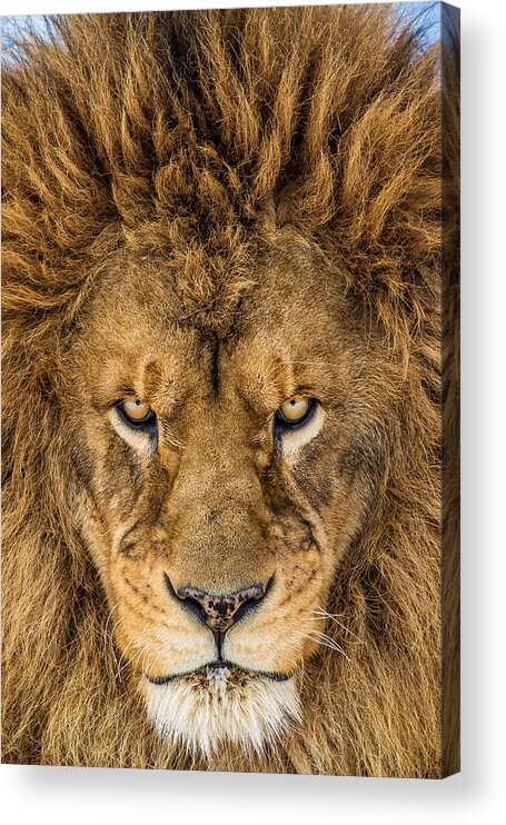 Lion Acrylic Print featuring the photograph Serious Lion by Mike Centioli