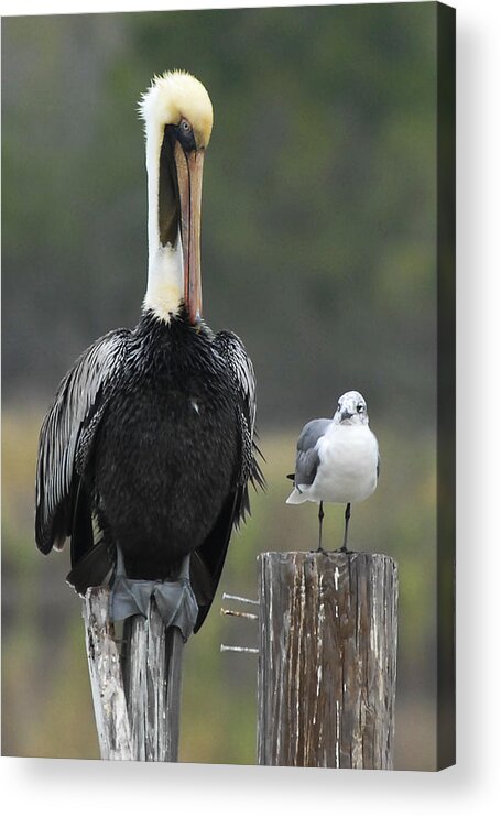 Pelican Acrylic Print featuring the photograph Side by Side by Carol Erikson