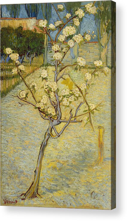Vincent Van Gogh Acrylic Print featuring the painting Small Pear Tree In Blossom #1 by Vincent Van Gogh