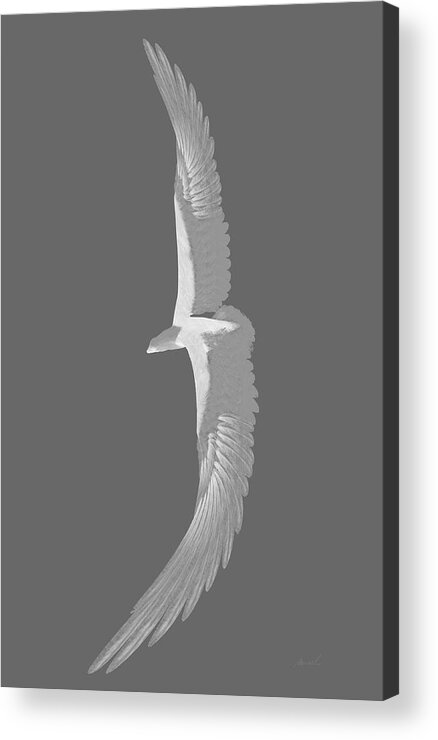 Eagle Acrylic Print featuring the drawing Soaring Eagle 2 #1 by The Art of Marsha Charlebois