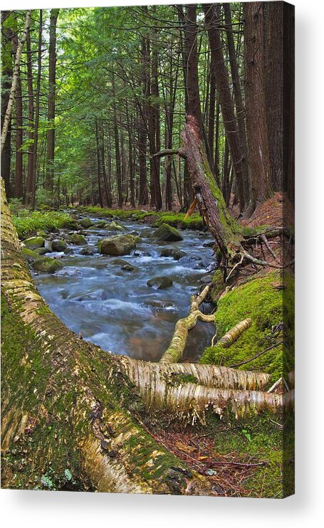  Acrylic Print featuring the photograph Spirit of the Stream #1 by Dale J Martin