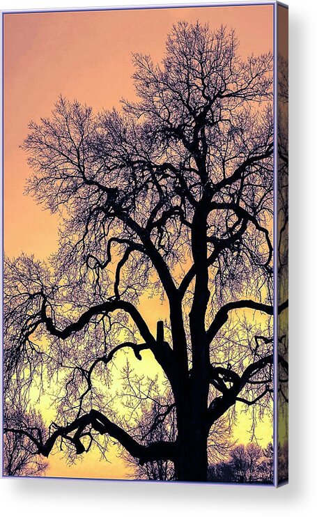 Trees Acrylic Print featuring the photograph Standing Tall #1 by Donald J Gray