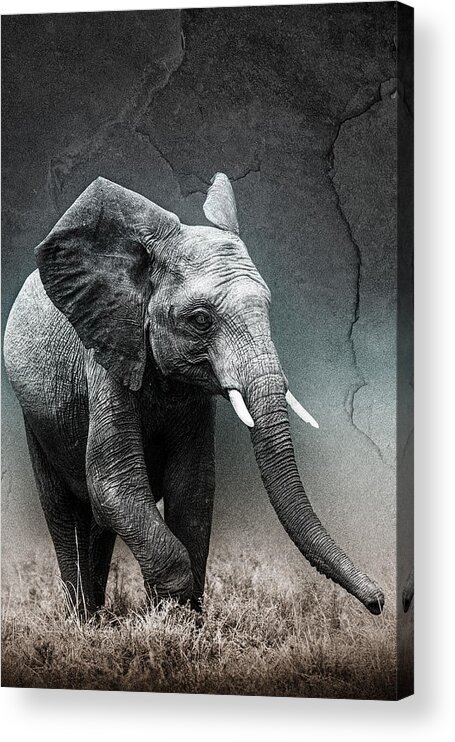 Africa Acrylic Print featuring the photograph Stone Texture Elephant #1 by Mike Gaudaur