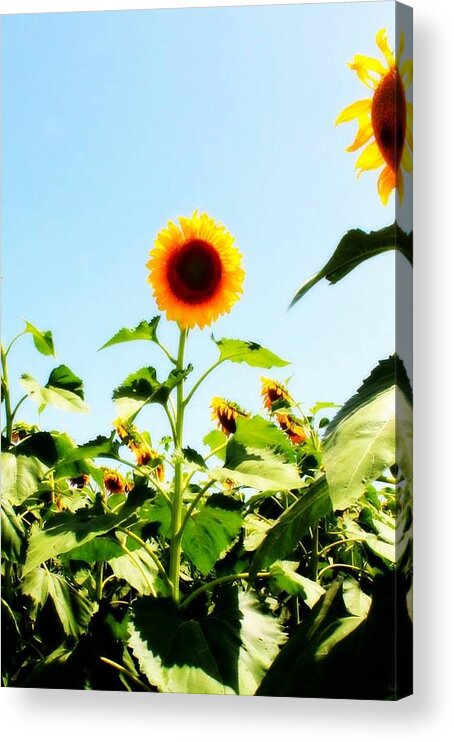 Helianthus Annuus Acrylic Print featuring the photograph Sunflower #1 by Sabrina Thomas 