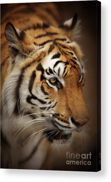 Tiger Acrylic Print featuring the photograph Tiger #1 by HD Connelly