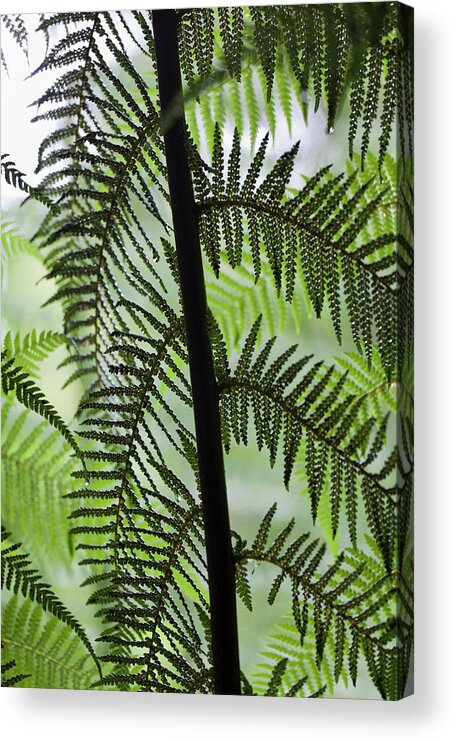 Apollo Bay Acrylic Print featuring the photograph Tree Fern In Melba Gully, Great Otway #1 by Martin Zwick
