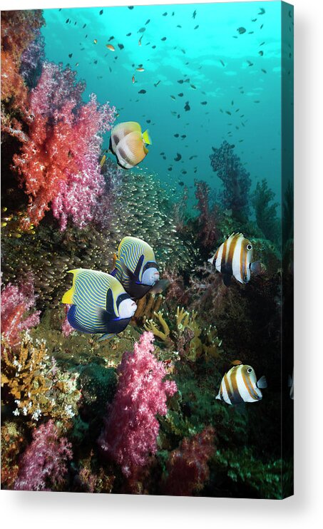 Tranquility Acrylic Print featuring the photograph Tropical Coral Reef Scenery #1 by Georgette Douwma