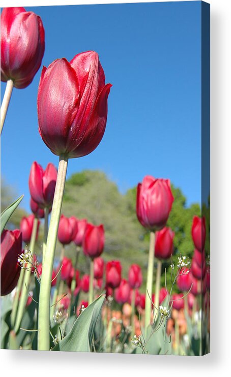 Tulips Acrylic Print featuring the photograph Tulips 1 #1 by Tracy Winter