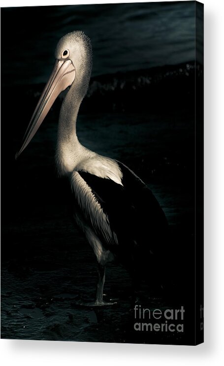 Animal Acrylic Print featuring the photograph Twilight Pelican #1 by Jorgo Photography