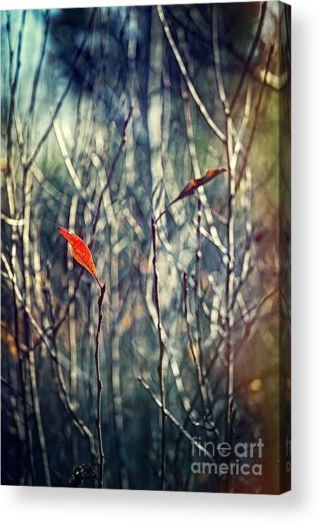 Autumn Acrylic Print featuring the photograph Untitled #1 by HD Connelly