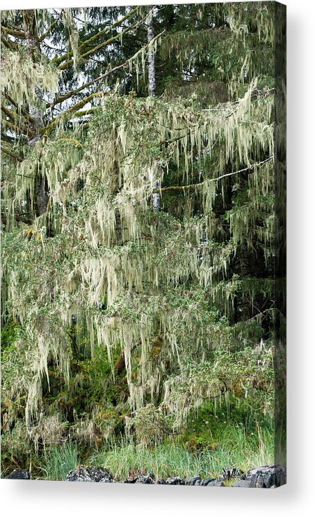 Ak Acrylic Print featuring the photograph USA, Ak, Inside Passage #1 by Trish Drury