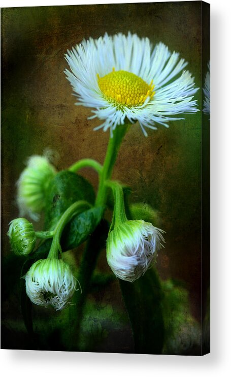 White Wildflower Acrylic Print featuring the photograph We've Only Just Begun #2 by Michael Eingle