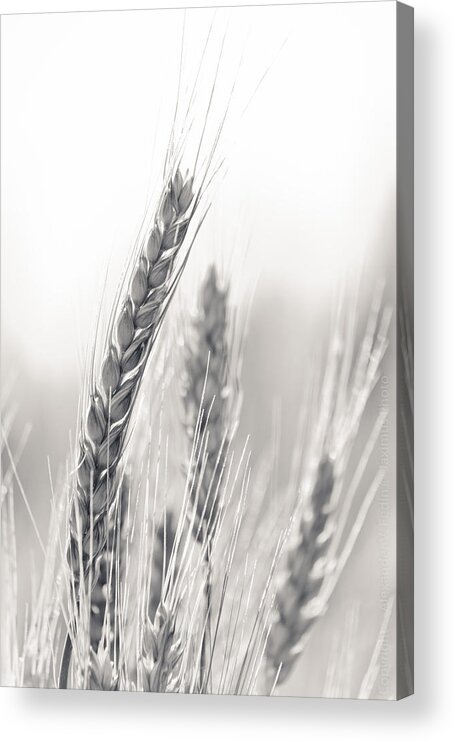 B&w Acrylic Print featuring the photograph Wheat #2 by Alexander Fedin