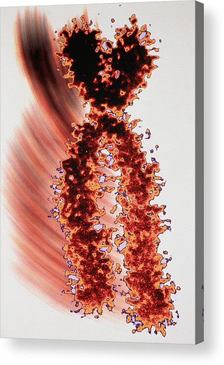 Genetic Acrylic Print featuring the photograph X Chromosome #1 by Joubert