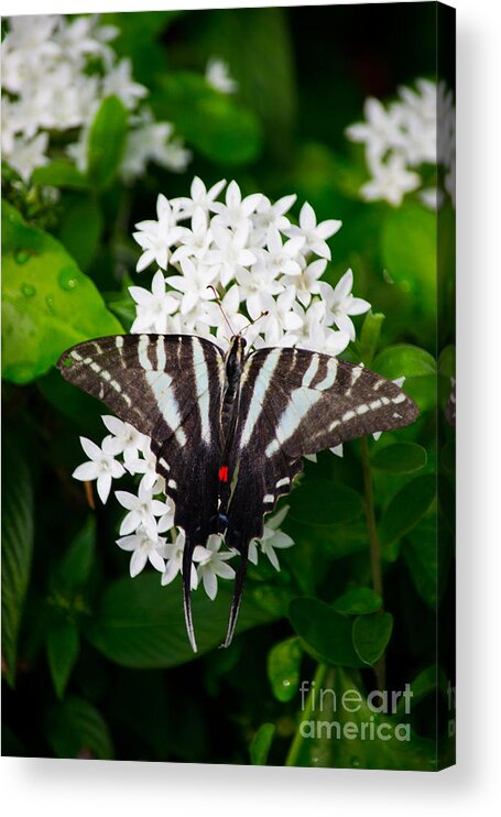 Zebra Acrylic Print featuring the photograph Zebra Swallowtail #1 by Angela DeFrias