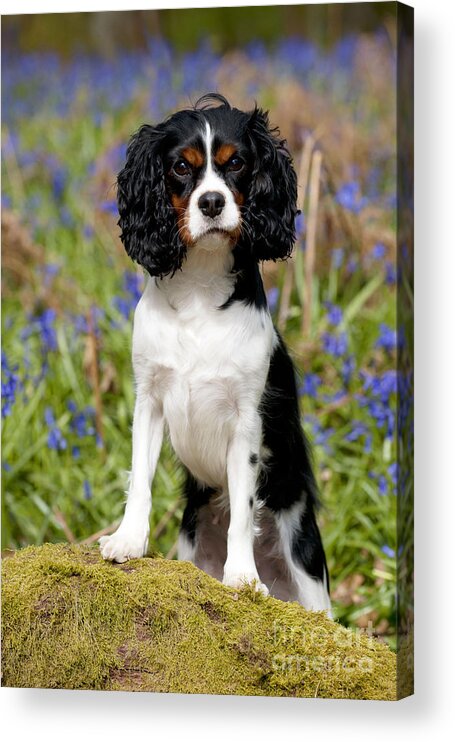 Dog Acrylic Print featuring the photograph Cavalier King Charles Spaniel #10 by John Daniels