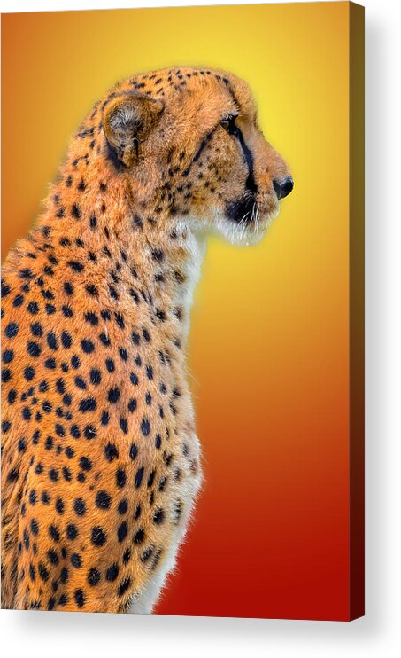 Africa Acrylic Print featuring the photograph Cheetah #10 by Brian Stevens