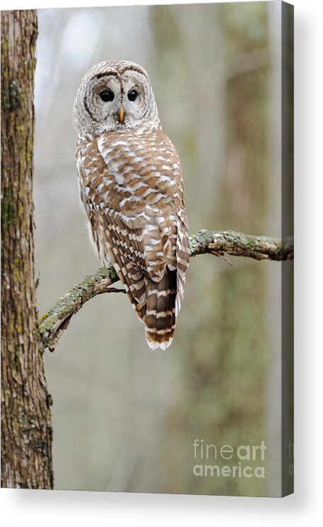 Barred Owl Acrylic Print featuring the photograph Barred Owl by Scott Linstead