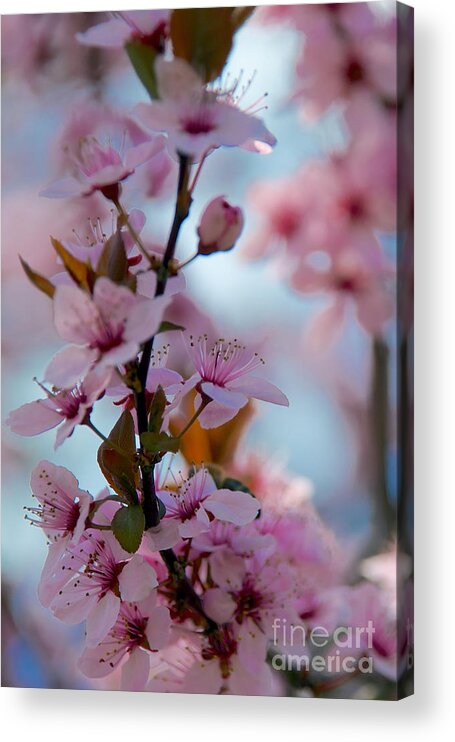 Buds Acrylic Print featuring the photograph Plum Tree Flowers #12 by Mark Dodd