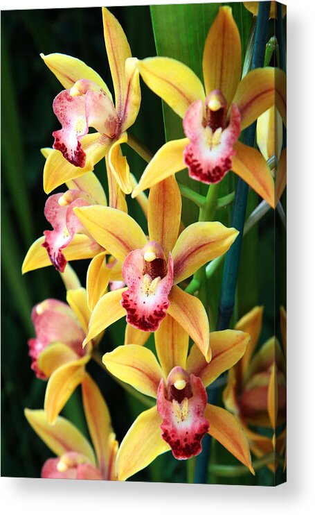 Orchids Acrylic Print featuring the photograph Orchids #18 by John Freidenberg