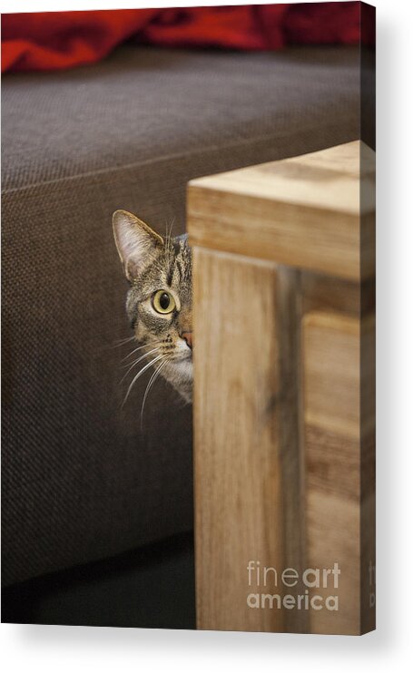 Shy Acrylic Print featuring the photograph 140221p230 by Arterra Picture Library