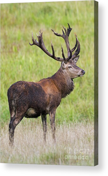 Red Deer Acrylic Print featuring the photograph 140314p107 by Arterra Picture Library