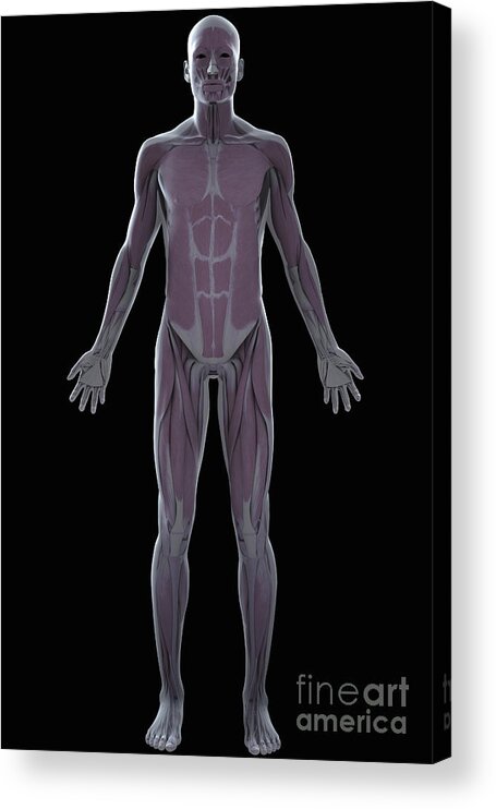 Muscles Acrylic Print featuring the photograph The Muscle System #19 by Science Picture Co