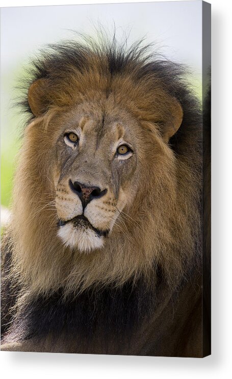 San Diego Zoo Acrylic Print featuring the photograph African Lion Male by San Diego Zoo