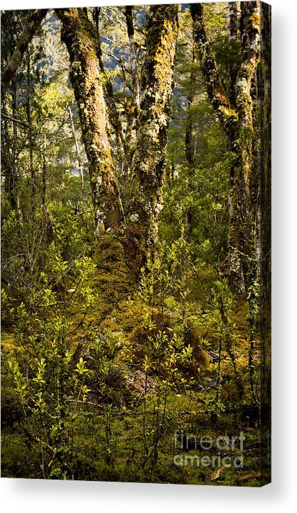Background Acrylic Print featuring the photograph Ancient Woods #2 by THP Creative