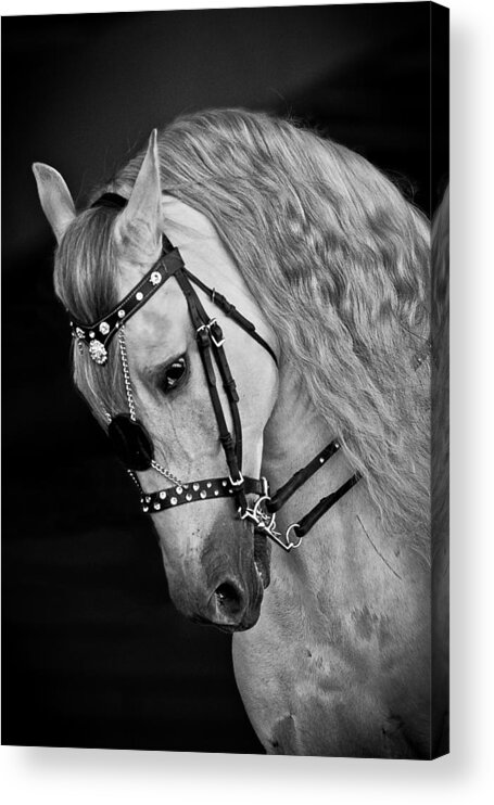Andalusian Acrylic Print featuring the photograph Andalusian by Wes and Dotty Weber