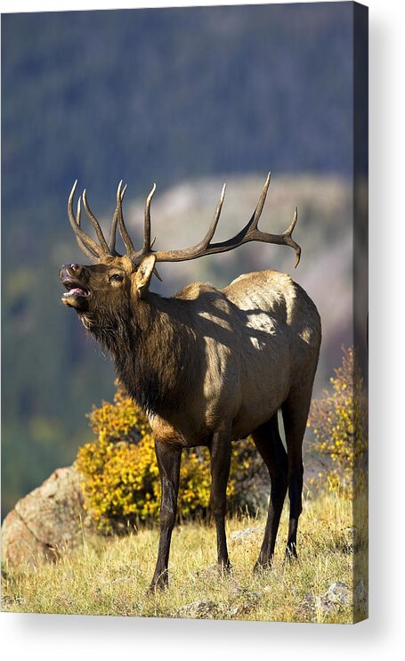 Autumn Acrylic Print featuring the photograph Autumn Bull Elk Bugling #2 by Gary Langley