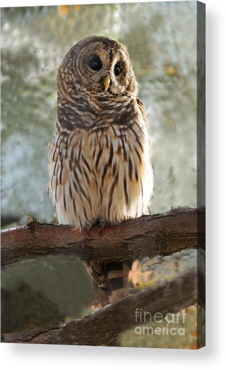 Bird Acrylic Print featuring the photograph Barred Owl #2 by Dennis Hammer