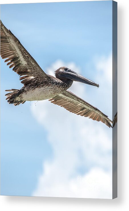 Pelican Acrylic Print featuring the photograph Brown Pelican #2 by Amel Dizdarevic