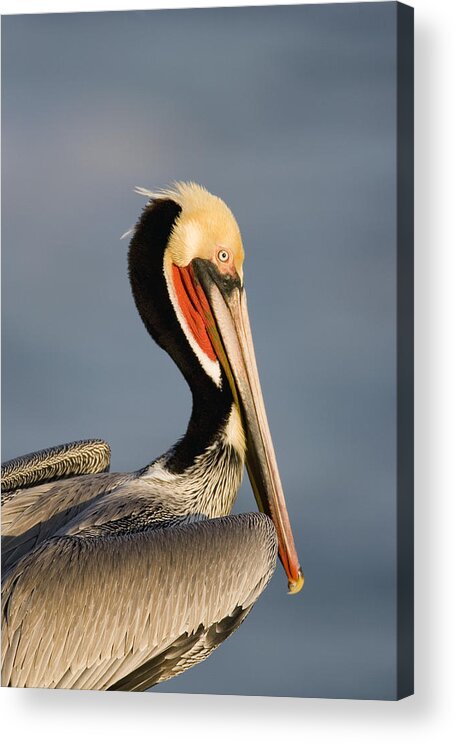 Feb0514 Acrylic Print featuring the photograph Brown Pelican Portrait California #2 by Tom Vezo