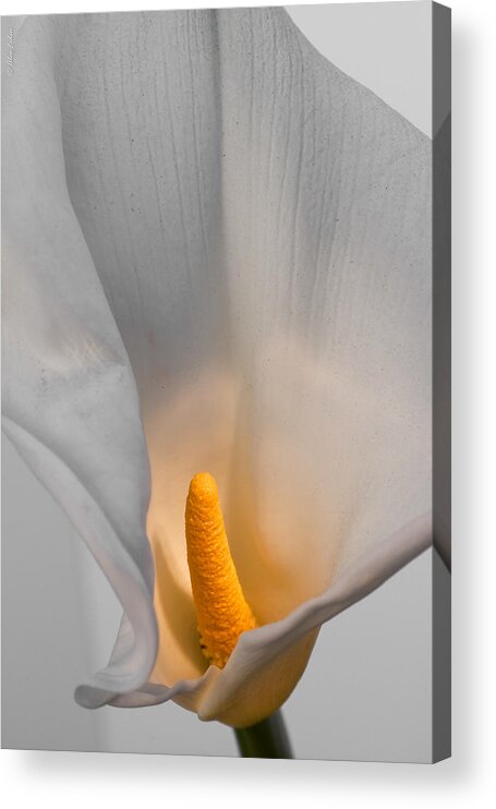 Flower Acrylic Print featuring the photograph Calla Lily #5 by Alexander Fedin