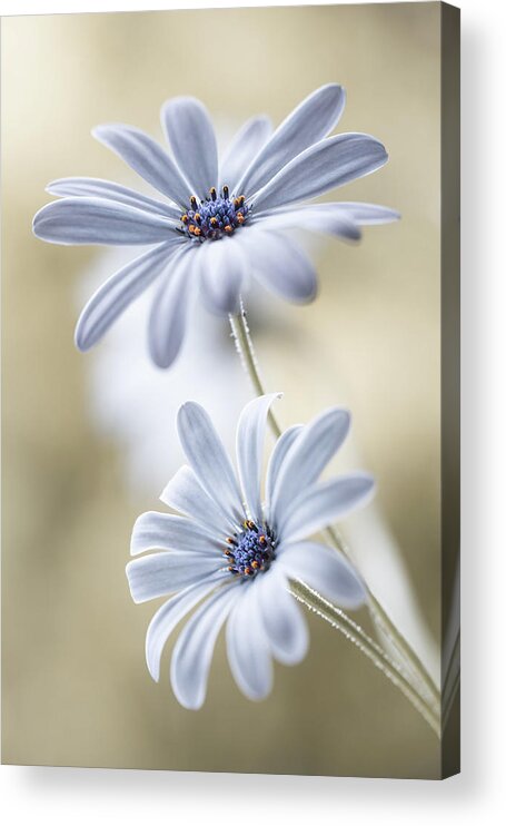 Flowers Acrylic Print featuring the photograph Cape Daisies by Mandy Disher