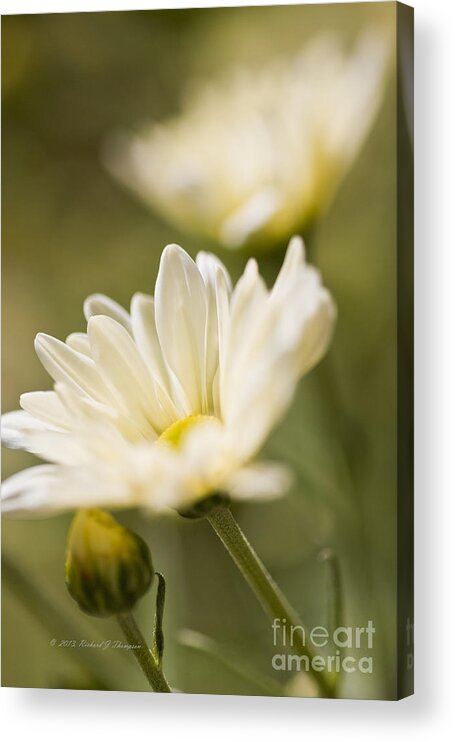 Chrysanthemum Acrylic Print featuring the photograph Chrysanthemum Flowers #3 by Richard J Thompson 