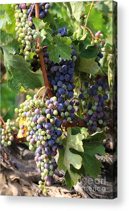 Grapes Acrylic Print featuring the photograph Colorful Grapes by Carol Groenen