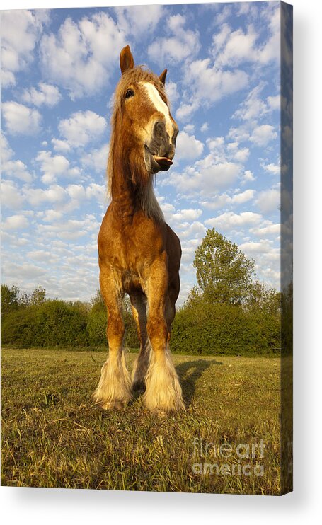 Comtois Acrylic Print featuring the photograph Comtois Horse #1 by M Watson