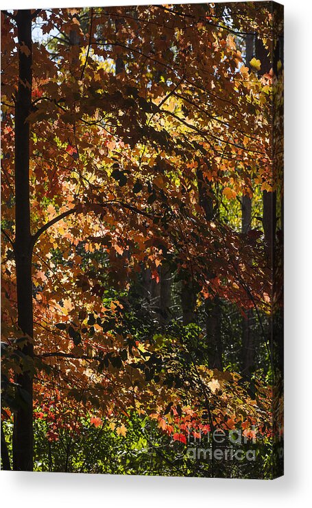 Maple Acrylic Print featuring the photograph Fall Maples - Arboretum - Madison by Steven Ralser