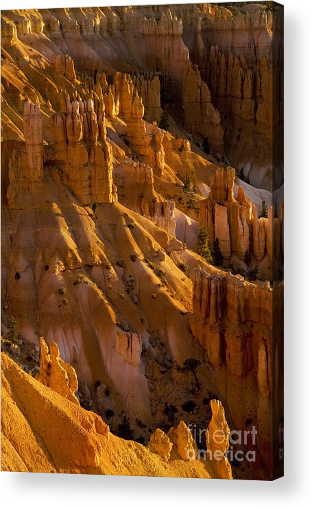Bryce Canyon Acrylic Print featuring the photograph First Light #2 by Timothy Johnson