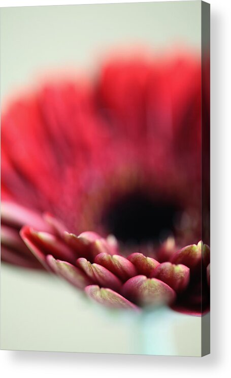 Blume Acrylic Print featuring the photograph Flowers #2 by Falko Follert