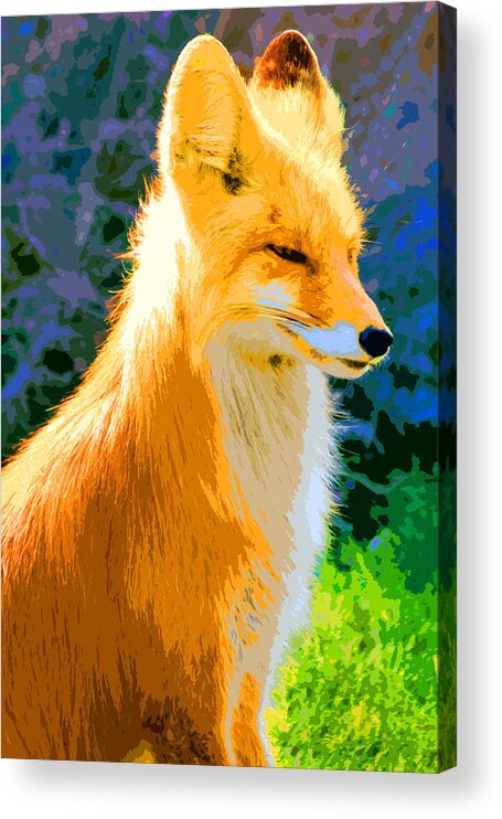 Fox Acrylic Print featuring the photograph Fox #2 by Carol McCarty