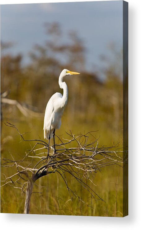 Egret Acrylic Print featuring the photograph Great White Egret #2 by Raul Rodriguez