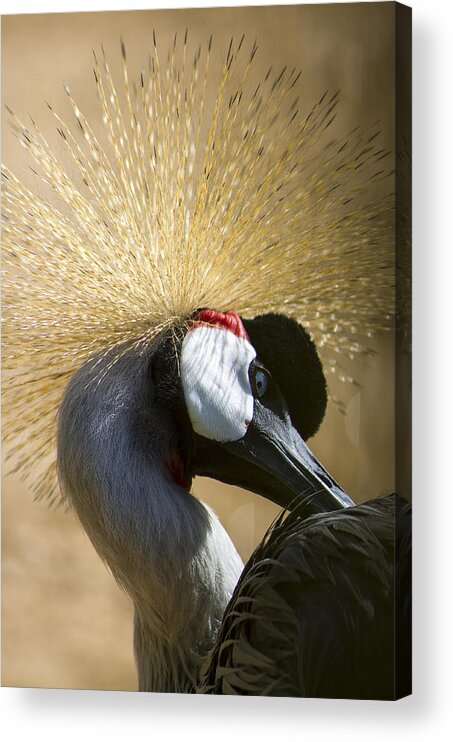 Grou Acrylic Print featuring the photograph Grou #2 by Paulo Goncalves