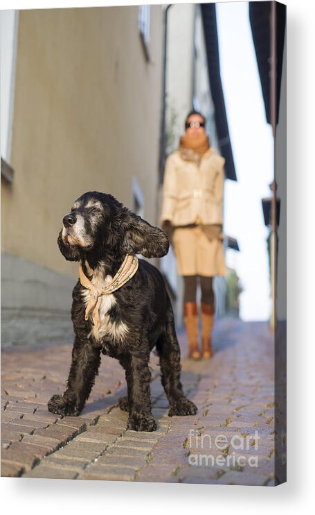 Woman Acrylic Print featuring the photograph Happy dog #2 by Mats Silvan