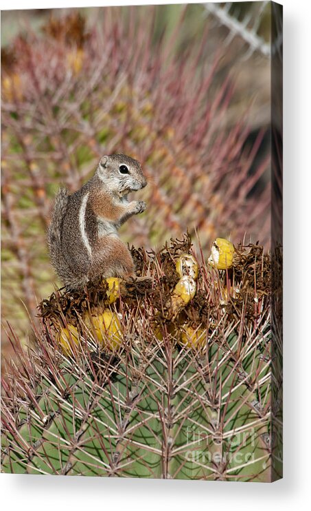 Nature Acrylic Print featuring the photograph Harriss Antelope Squirrel #2 by Mark Newman